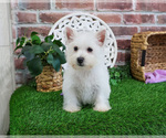 Small #11 West Highland White Terrier