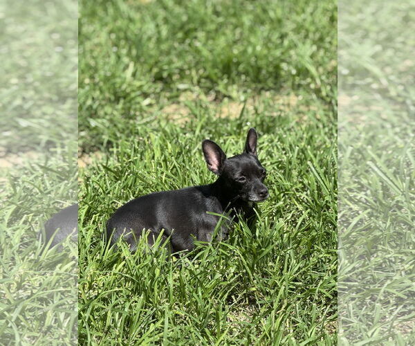 Medium Photo #2 Chihuahua Puppy For Sale in The Woodlands, TX, USA