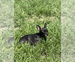Small #1 Chihuahua