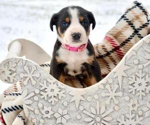 Greater Swiss Mountain Dog Puppy for sale in BELLEFONTE, PA, USA