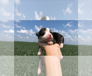 Pembroke Welsh Corgi Puppy for sale in ARTHUR, IL, USA