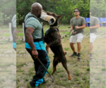 Small Photo #117 Doberman Pinscher Puppy For Sale in FORT LAUDERDALE, FL, USA