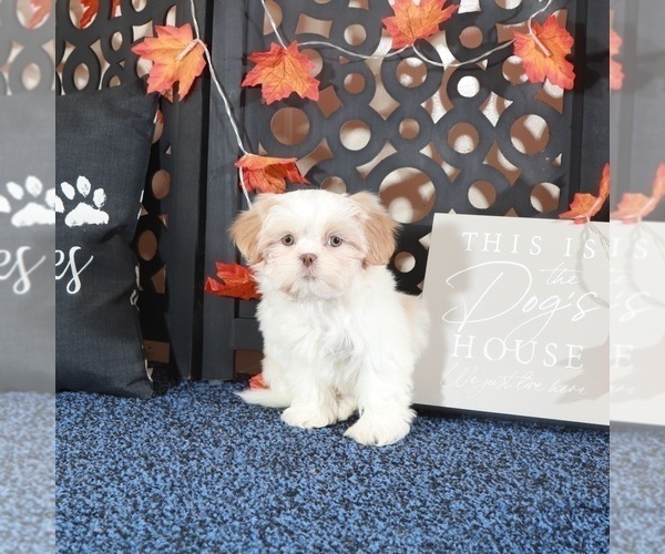 Medium Photo #2 Shih Tzu Puppy For Sale in MOUNT VERNON, OH, USA