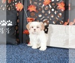 Small #1 Shih Tzu