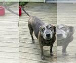 Small #14 Catahoula Leopard Dog Mix