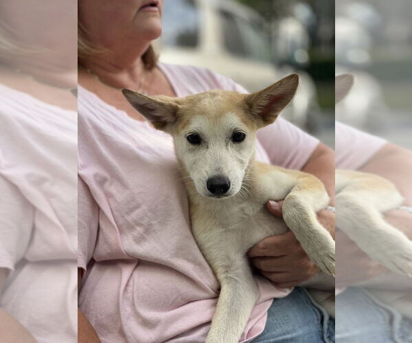 Medium Photo #2 Huskies -Unknown Mix Puppy For Sale in Dana Point, CA, USA