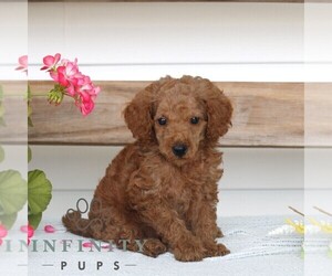 Poodle (Miniature) Puppy for sale in GAP, PA, USA