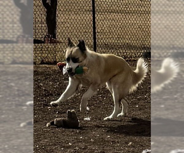 Medium Photo #2 Anatolian Shepherd-Unknown Mix Puppy For Sale in Kankakee, IL, USA