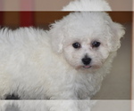Small #3 Bichon Frise