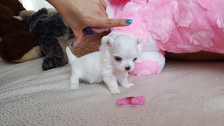Maltese Puppy for sale in BEAUMONT, CA, USA