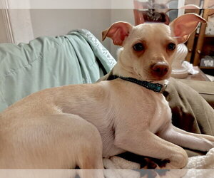 Copper - Male Rat-Cha Dog for Adoption - Photo #4