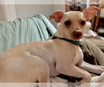Small Photo #4 Rat-Cha Puppy For Sale in Forest, VA, USA