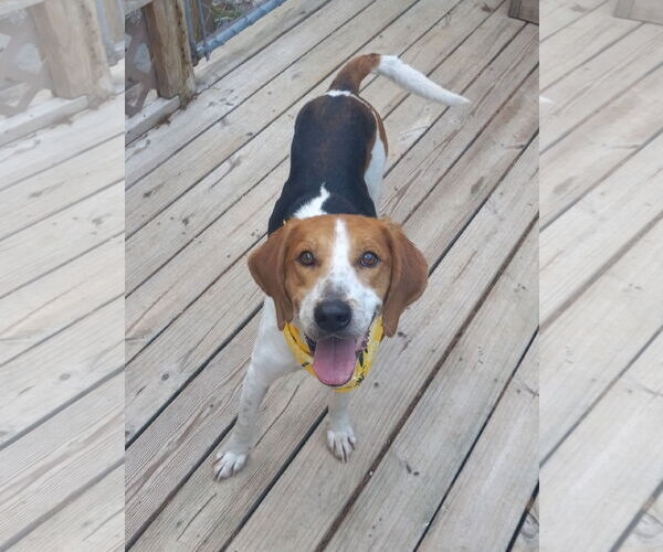 Medium Photo #4 Mutt Puppy For Sale in Murfreesboro, NC, USA