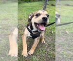 Small #3 Bulldog Mix