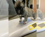 Small German Shepherd Dog Mix