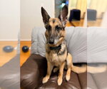 Small German Shepherd Dog