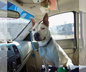 American Staffordshire Terrier-Unknown Mix Dogs for adoption in Minneapolis, MN, USA