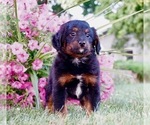 Small Photo #4 Bernedoodle (Miniature) Puppy For Sale in NAPPANEE, IN, USA
