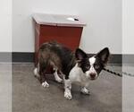 Small Cardigan Welsh Corgi