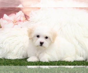 Zuchon Puppy for sale in MARIETTA, GA, USA