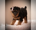 Small Photo #9 Airedale Terrier Puppy For Sale in EWING, IL, USA