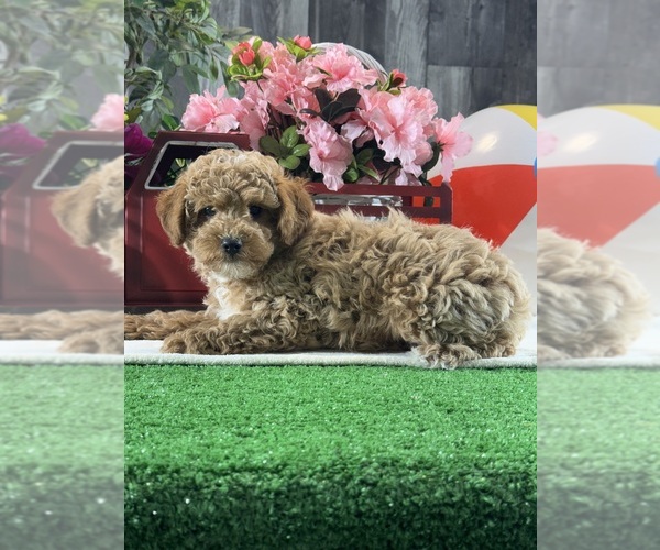 Medium Photo #4 Poodle (Toy) Puppy For Sale in CANOGA, NY, USA