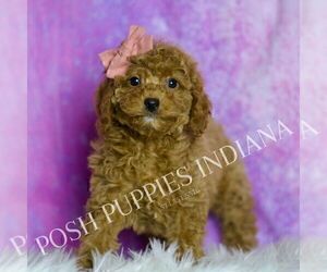 Cavapoo (Miniature) Litter for sale in WARSAW, IN, USA