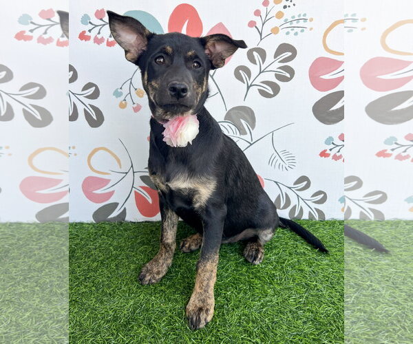Medium Photo #1 Mutt Puppy For Sale in Corona, CA, USA