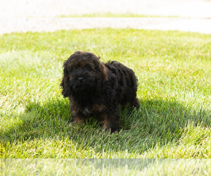 Cocker Spaniel-Poodle (Miniature) Mix Puppy for sale in MILLERSBURG, IN, USA