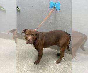 Mutt Dogs for adoption in Las Vegas, NV, USA