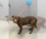 TANKY - Male Mutt Dog for Adoption - Small photo