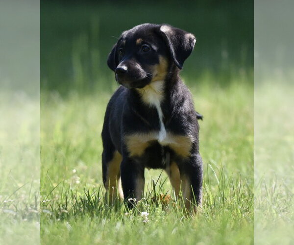 Medium Photo #4 Shepweiller Puppy For Sale in Mechanicsburg, PA, USA