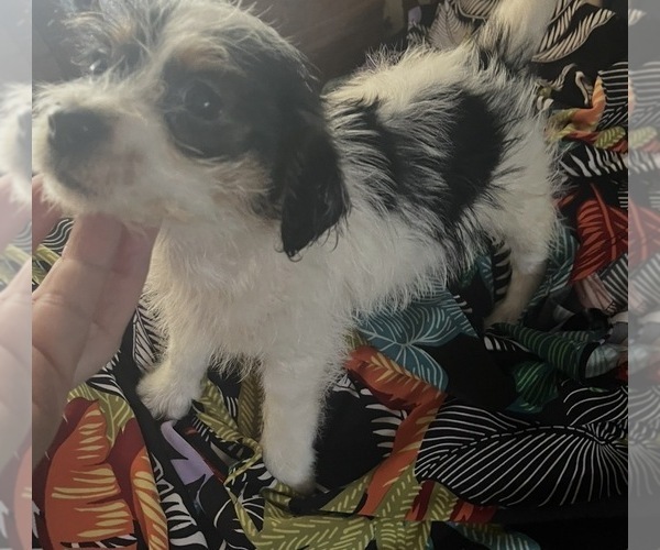 Medium Photo #1 Mauzer-Poodle (Toy) Mix Puppy For Sale in VENETA, OR, USA