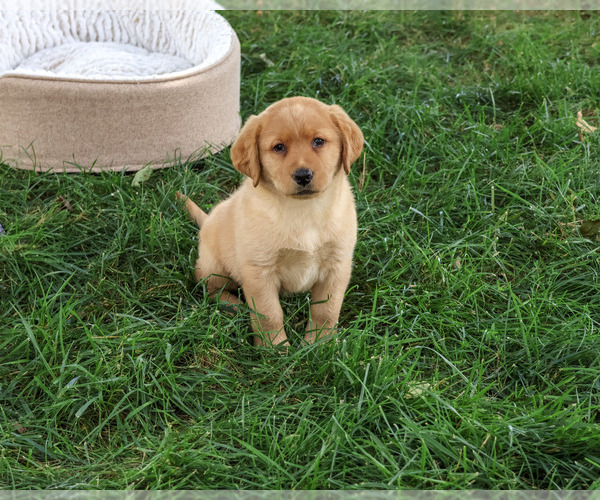 Medium Photo #6 Labrador Retriever Puppy For Sale in SYRACUSE, IN, USA