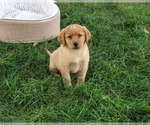 Small #5 Labrador Retriever