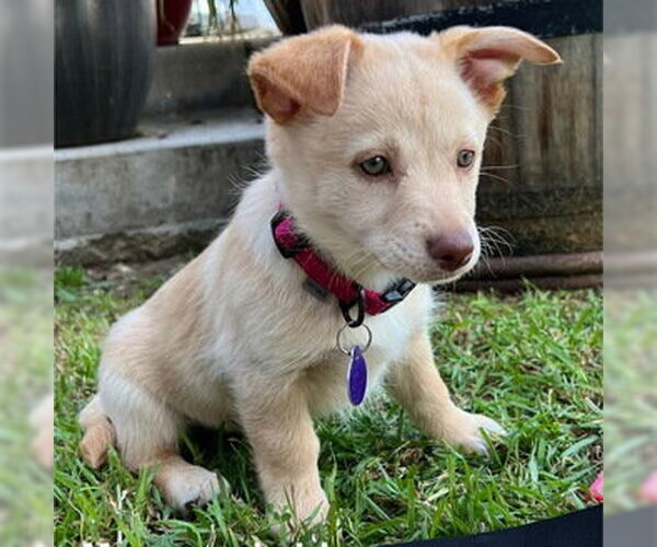 Medium Photo #3 Mutt Puppy For Sale in Fremont, CA, USA