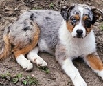 Small Photo #7 Australian Shepherd Puppy For Sale in MABEL, MN, USA