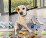 Small #1 Labrador Retriever Mix