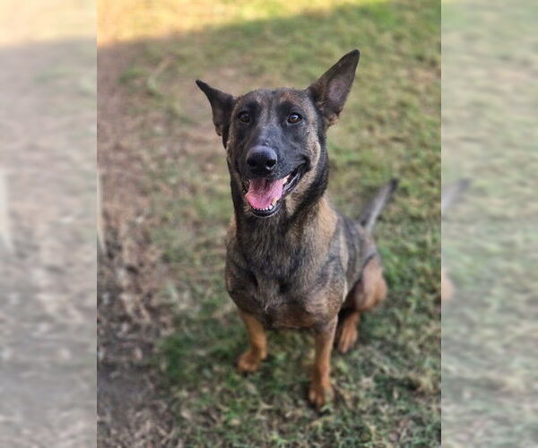 Medium Photo #1 Mutt Puppy For Sale in Riverside, CA, USA