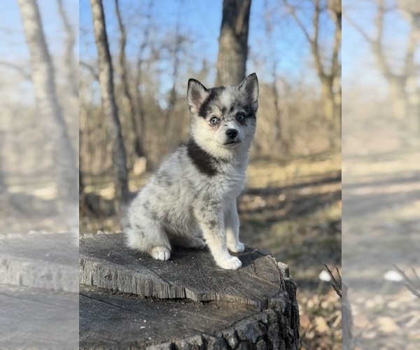 Medium Photo #19 Alaskan Klee Kai-Pomsky Mix Puppy For Sale in STAPLES, MN, USA