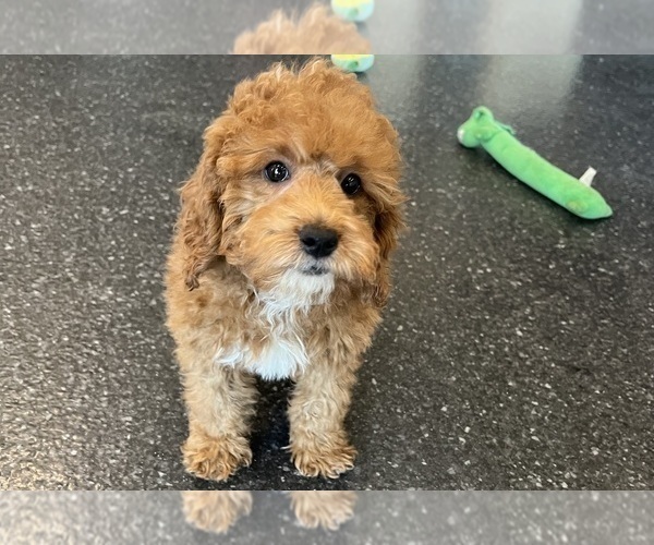 Medium Photo #15 Poodle (Miniature) Puppy For Sale in WARSAW, IN, USA