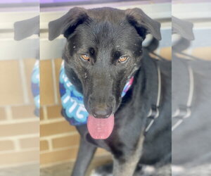Labrador Retriever-Unknown Mix Dogs for adoption in Mount Laurel, NJ, USA