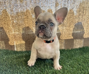 French Bulldog Puppy for sale in WHITTIER, CA, USA