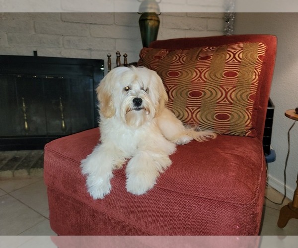 Medium Photo #1 Lhasa Apso Puppy For Sale in PHOENIX, AZ, USA