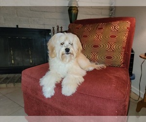 Father of the Lhasa Apso puppies born on 05/13/2025