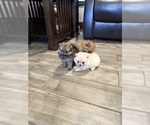 Small #5 Pomeranian