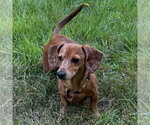 Small #3 Labrador Retriever