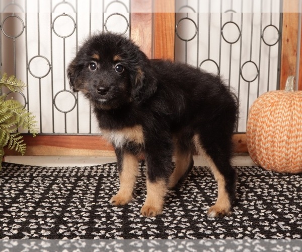 Medium Photo #3 Aussie-Poo Puppy For Sale in NAPLES, FL, USA