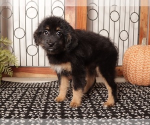 Medium Aussie-Poo