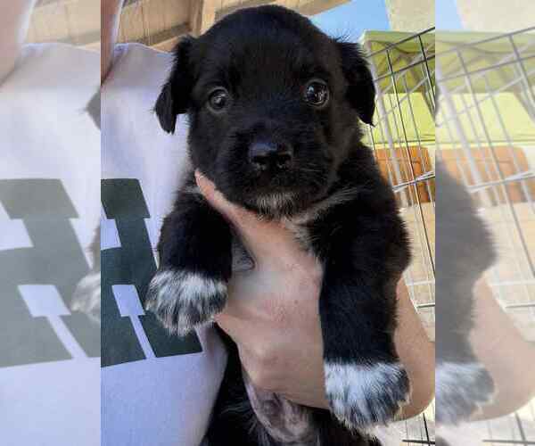 Medium Photo #1 Mutt Puppy For Sale in San Diego, CA, USA